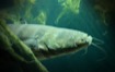 What is a Catfisher