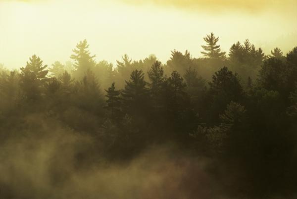 What is Evergreen Content&##x3f;